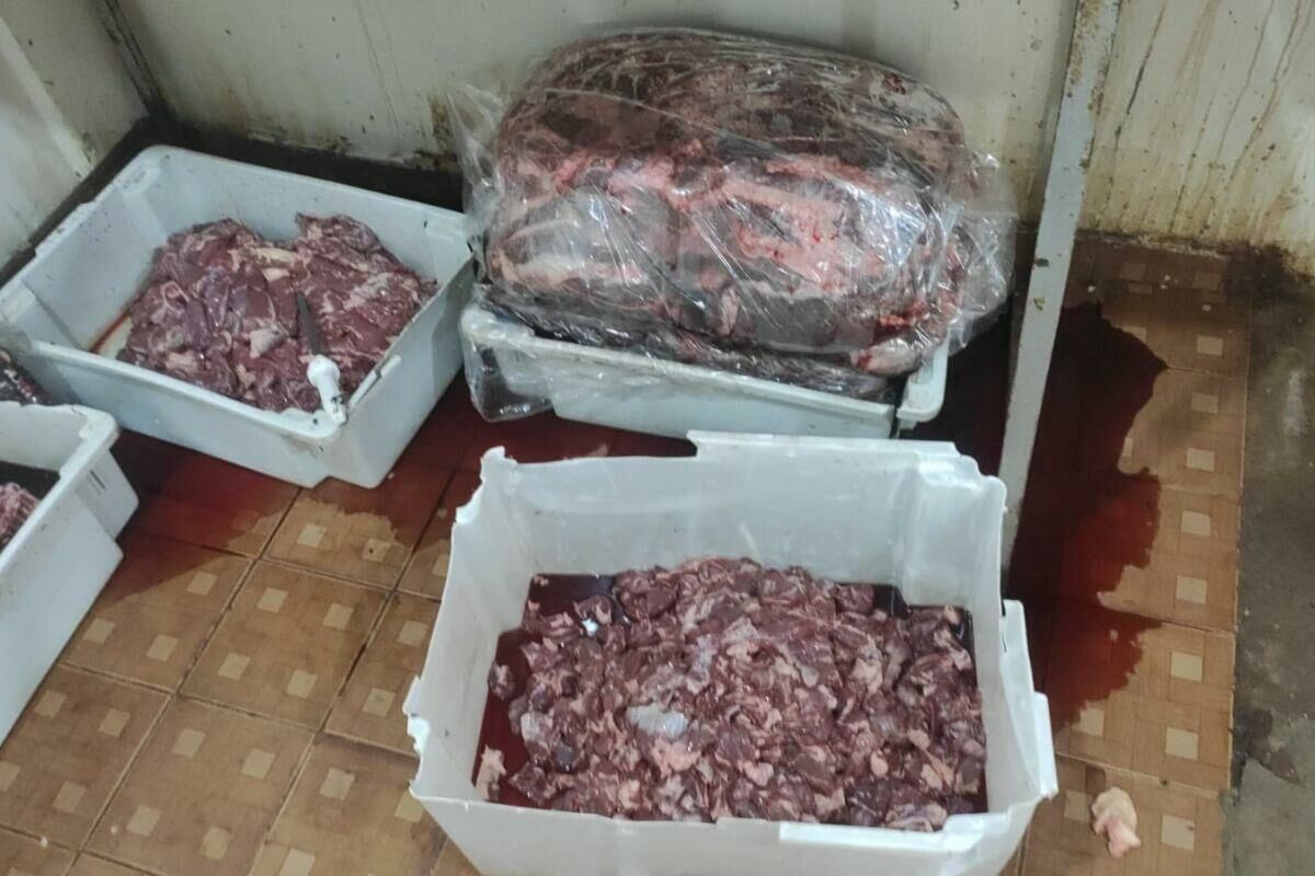 Imagem de compartilhamento para o artigo Carne podre! Espetaria clandestina de Campo Grande usava corantes em carne armazenada entre baratas e moscas da MS Todo dia